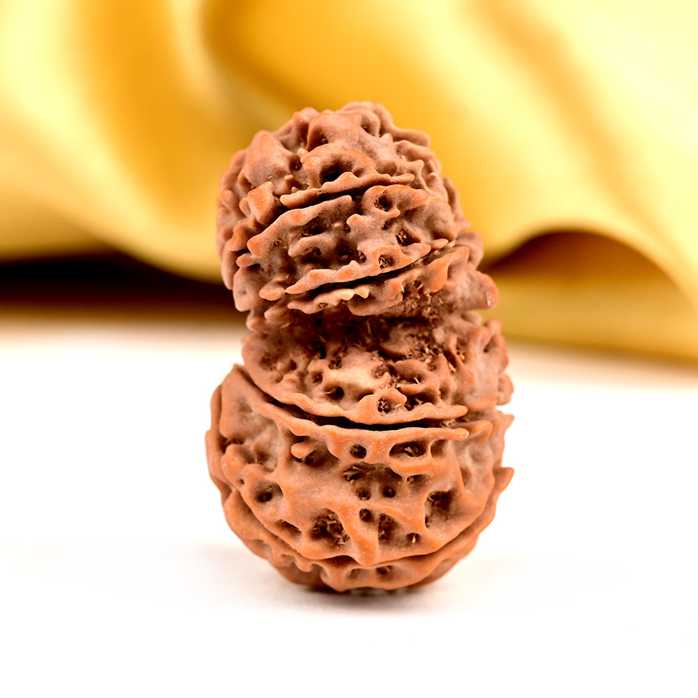 7 Mukhi Rudraksha