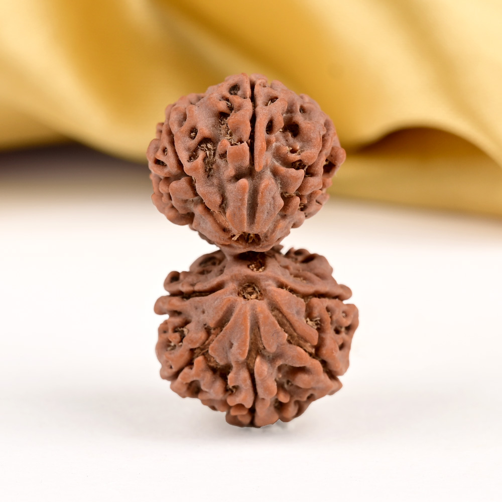 Super Collector 11 Mukhi Rudraksha